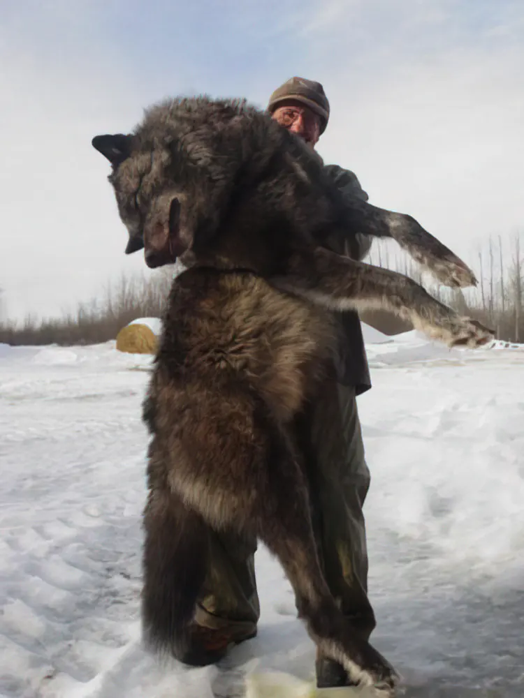 This is an image of a wolf apparently taken from northern BC