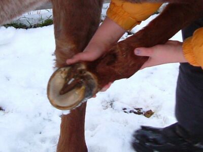 TRAIL HORSE FIRST AID_html_8b70083d.jpg